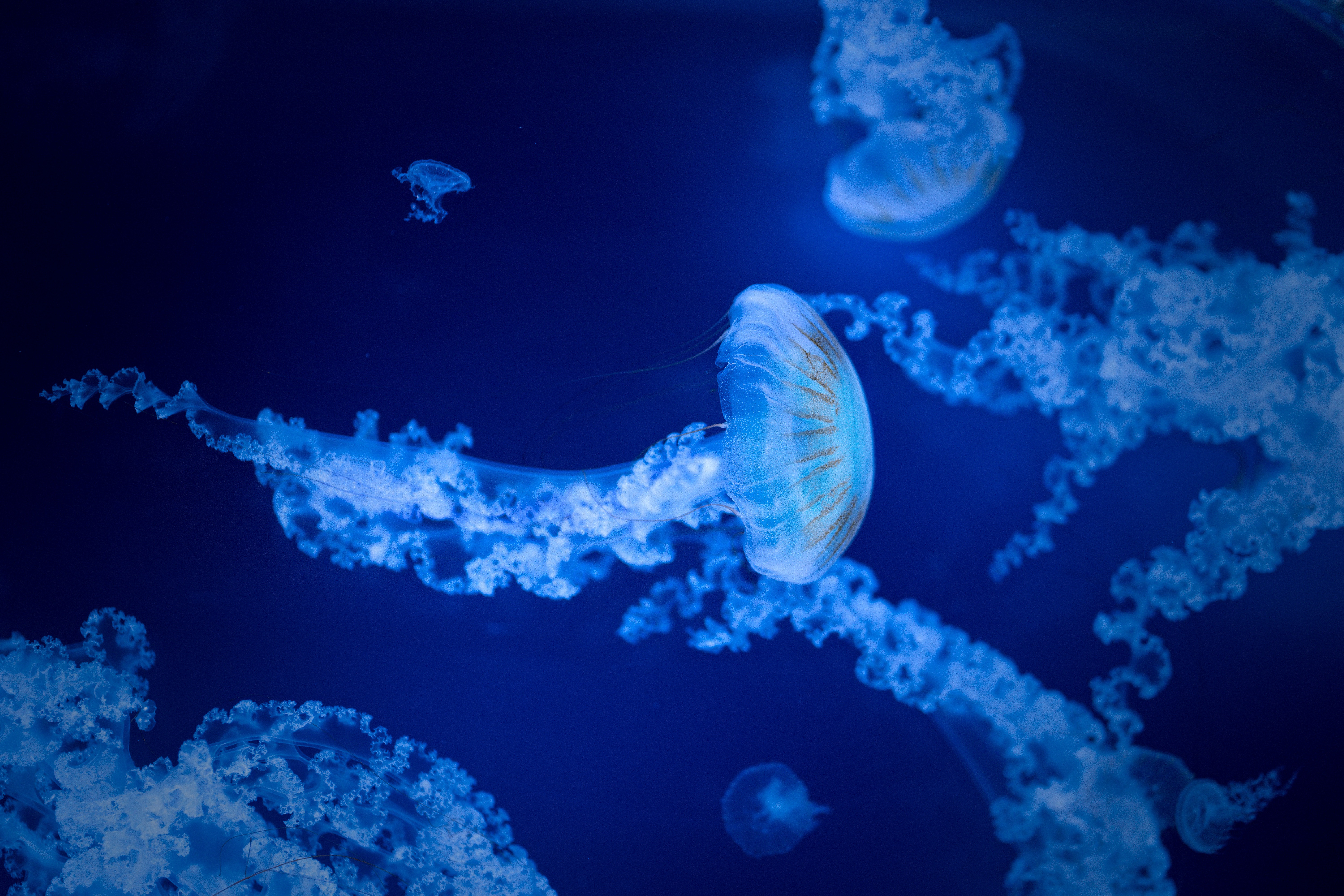 An image of jellyfish swimming in the water