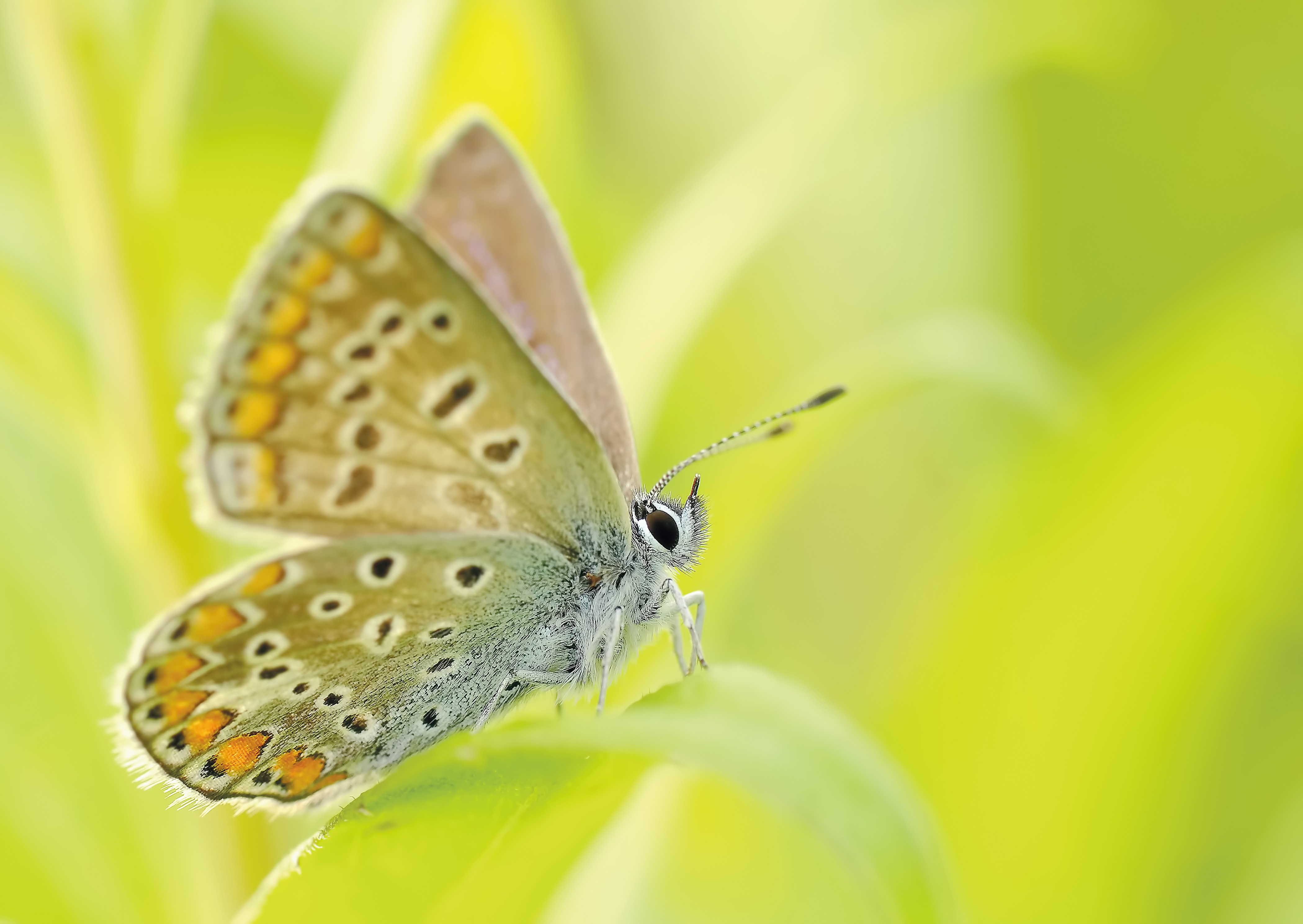 An image of a butterfly on a piece of grass